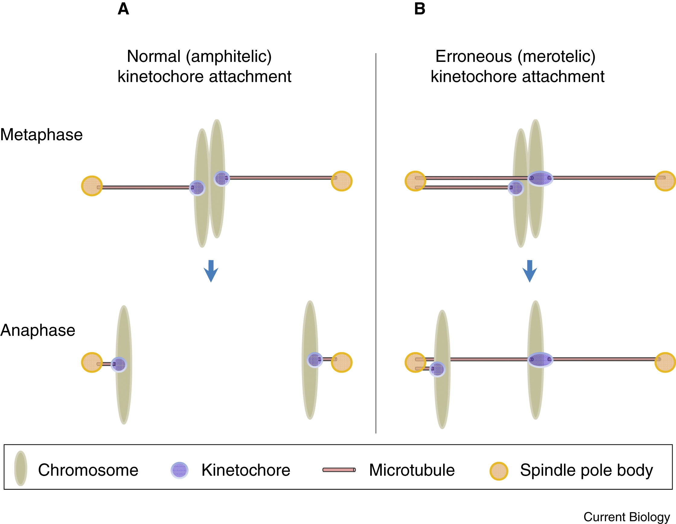 Merotelic attachment taken from Dudas et al., 2011