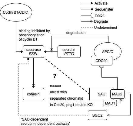 Separase release regulation